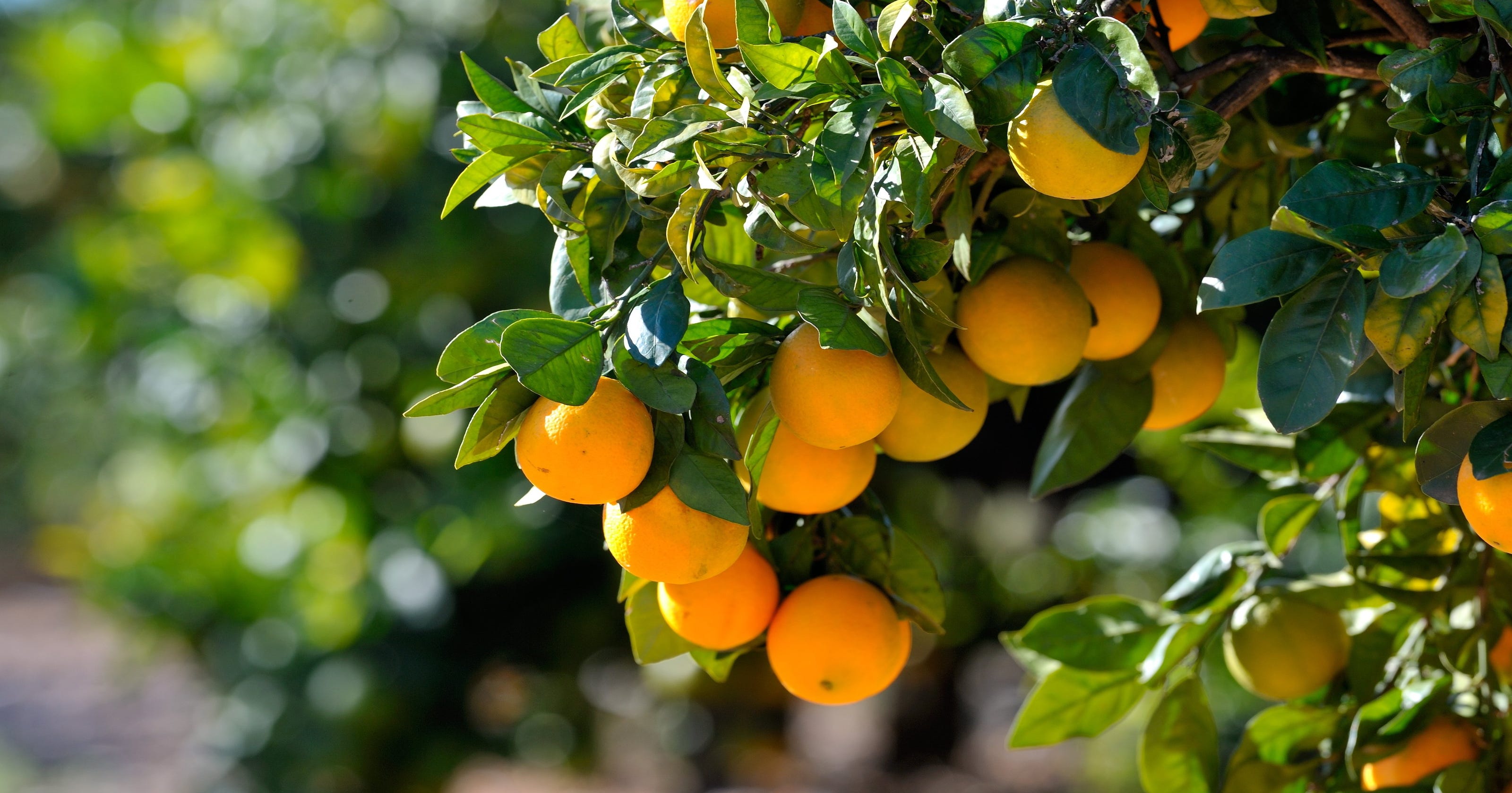 Florida s citrus  forecast orange  crop numbers steady 
